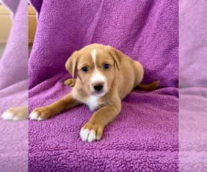 Australian Shepherd Dogs for adoption in Menifee, CA, USA