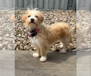 Mutt Dogs for adoption in Cranston, RI, USA