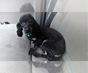 Poodle (Toy) Dogs for adoption in Middletown, MD, USA