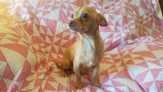 Chiweenie Dogs for adoption in vacaville, CA, USA