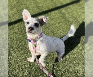 Medium Photo #1 Mutt Puppy For Sale in San Martin, CA, USA