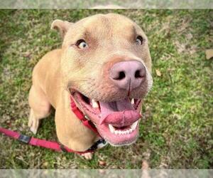 American Bulldog-Unknown Mix Dogs for adoption in Tallahassee, FL, USA