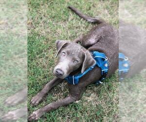 Labmaraner Dogs for adoption in Rosenberg, TX, USA