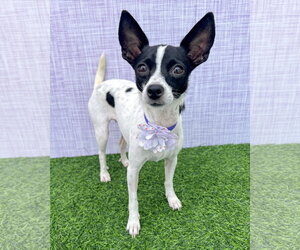 Chihuahua-Unknown Mix Dogs for adoption in Corona, CA, USA