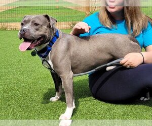 Staffordshire Bull Terrier Dogs for adoption in Chestertown, MD, USA