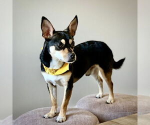 Rat-Cha Dogs for adoption in Atlanta, GA, USA