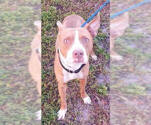 American Staffordshire Terrier-Unknown Mix Dogs for adoption in Fort Lauderdale, FL, USA