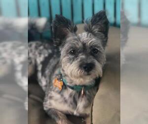 Cairn Terrier-Unknown Mix Dogs for adoption in La Verne , CA, USA