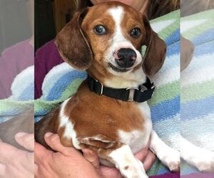 Dachshund Dogs for adoption in Mankato, MN, USA
