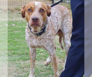 American Staffordshire Terrier-Unknown Mix Dogs for adoption in San Antonio, TX, USA