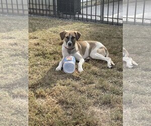 Beagle-Unknown Mix Dogs for adoption in Escondido, CA, USA