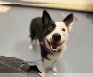 Border Collie Dogs for adoption in Denver, CO, USA