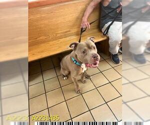 American Pit Bull Terrier Dogs for adoption in West Palm Beach, FL, USA