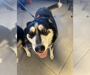 Siberian Husky Dogs for adoption in Rancho Cucamonga, CA, USA