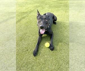 Labrador Retriever Dogs for adoption in Naples, FL, USA