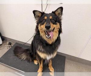 Australian Shepherd-Unknown Mix Dogs for adoption in HESPERIA, CA, USA