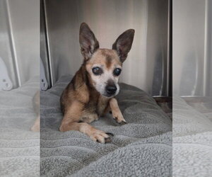 Chihuahua-Unknown Mix Dogs for adoption in El Centro, CA, USA