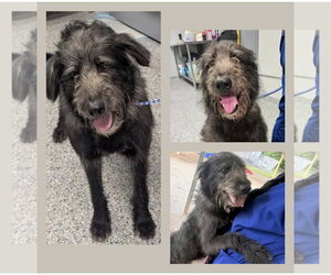 Irish Wolfhound-Poodle (Standard) Mix Dogs for adoption in Newfoundland, PA, USA