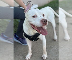 Dogo Argentino-Unknown Mix Dogs for adoption in Rowlett, TX, USA