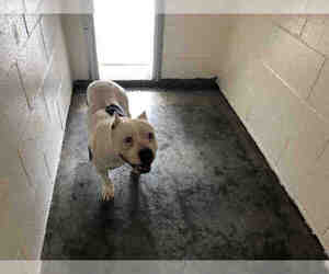 American Bulldog Dogs for adoption in Rosenberg, TX, USA
