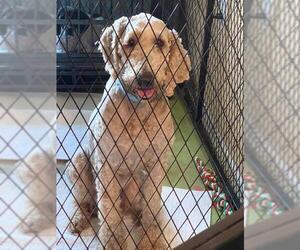 Goldendoodle Dogs for adoption in Benton, LA, USA