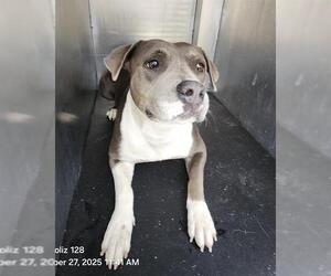 American Staffordshire Terrier-Unknown Mix Dogs for adoption in San Antonio, TX, USA