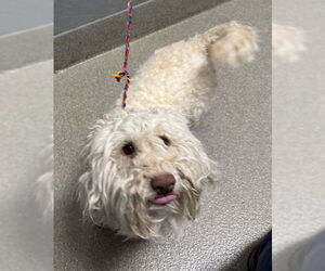 Poodle (Miniature)-Unknown Mix Dogs for adoption in Las Vegas, NV, USA
