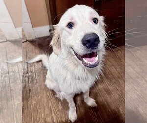 Great Pyrenees Dogs for adoption in Spring, TX, USA