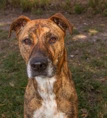 Greyhound-Whippet Mix Dogs for adoption in Sarasota, FL, USA