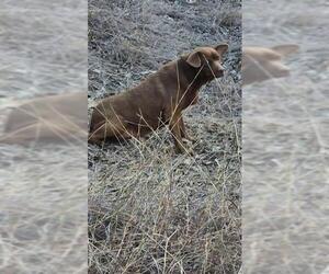 Labrador Retriever-Unknown Mix Dogs for adoption in San Antonio, TX, USA