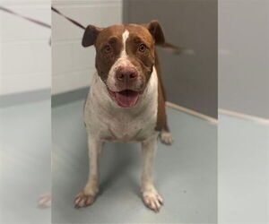 American Pit Bull Terrier-Unknown Mix Dogs for adoption in St. Cloud, FL, USA