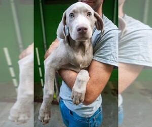 Weimaraner Dogs for adoption in Elmsford, NY, USA