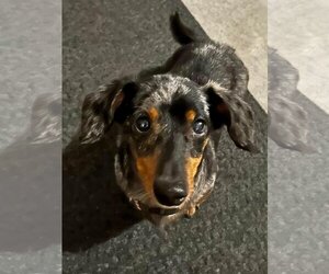 Dachshund Dogs for adoption in Myrtle Beach, SC, USA