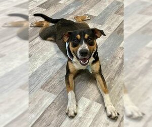 Mutt Dogs for adoption in Lufkin, TX, USA