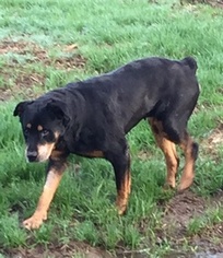 Rottweiler Dogs for adoption in Albany, OR, USA