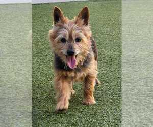 Norwich Terrier-Unknown Mix Dogs for adoption in Raleigh, NC, USA