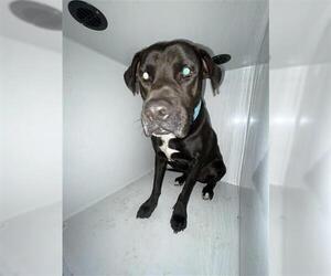 Labrador Retriever-Unknown Mix Dogs for adoption in Houston, TX, USA