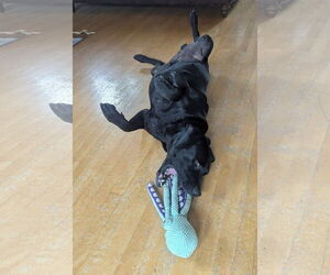Labrador Retriever Dogs for adoption in Bellevue, WA, USA
