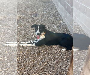 Border Collie Dogs for adoption in Pampa, TX, USA