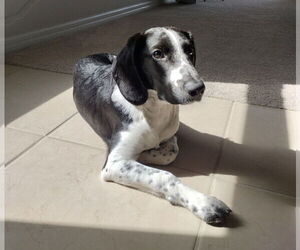 Beagle-Unknown Mix Dogs for adoption in Tampa, FL, USA