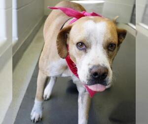 Mutt Dogs for adoption in San Antonio, TX, USA