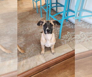Mutt Dogs for adoption in Palatine/Kildeer/Buffalo grove, IL, USA