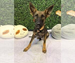 German Shepherd Dog-Unknown Mix Dogs for adoption in Corpus Christi, TX, USA
