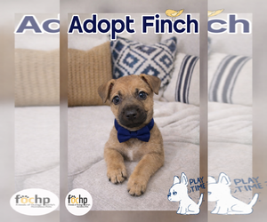 Chihuahua Dogs for adoption in Menifee, CA, USA