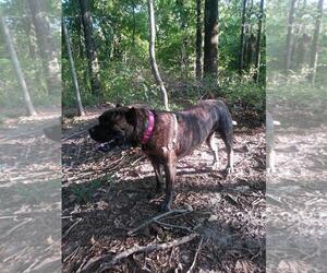 Presa Canario-Unknown Mix Dogs for adoption in O Fallon, MO, USA