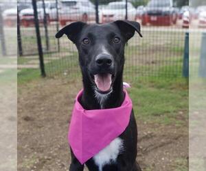 Mutt Dogs for adoption in San Antonio, TX, USA