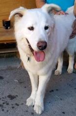 Pyrenees Husky Dogs for adoption in Boonton, NJ, USA