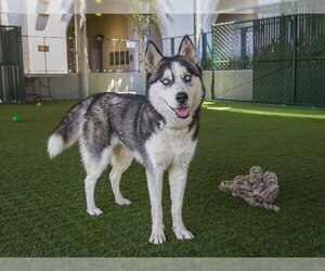 Siberian Husky Dogs for adoption in Pasadena, CA, USA