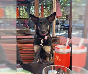 German Shepherd Dog-Unknown Mix Dogs for adoption in Chandler, AZ, USA