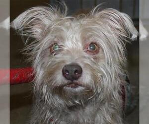 Australian Terrier Dogs for adoption in Modesto, CA, USA
